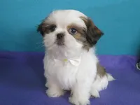 Rocky, a male Shih Tzu for sale in Phelan, CA – 1 of 4