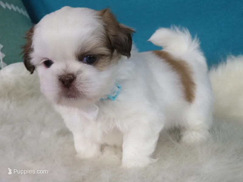 Rocky – Shih Tzu puppy for sale in Phelan, CA