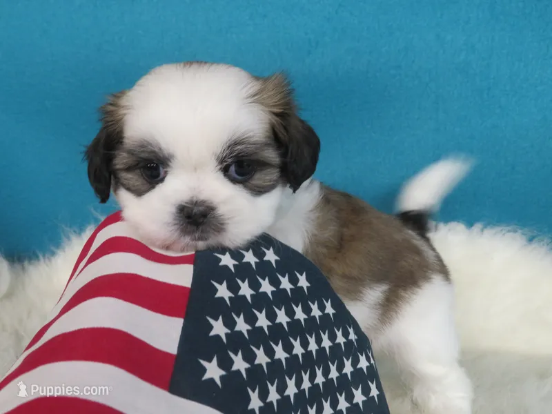 Max – Shih Tzu puppy for sale in Phelan, CA
