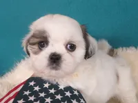 Luna, a female Shih Tzu for sale in Phelan, CA – 4 of 4