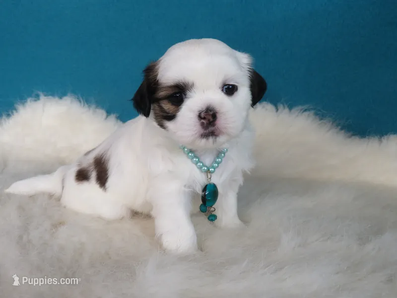 JIN JOO – Shih Tzu puppy for sale in Phelan, CA