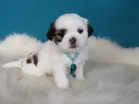JIN JOO, a female Shih Tzu for sale in Phelan, CA – 1 of 3