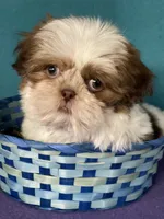 Rocky, a male Shih Tzu for sale in Phelan, CA – 2 of 4