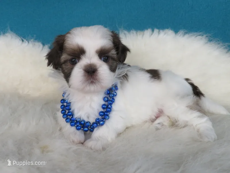 Mila – Shih Tzu puppy for sale in Phelan, CA