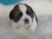 Stella, a female Shih Tzu for sale in Phelan, CA – 2 of 3