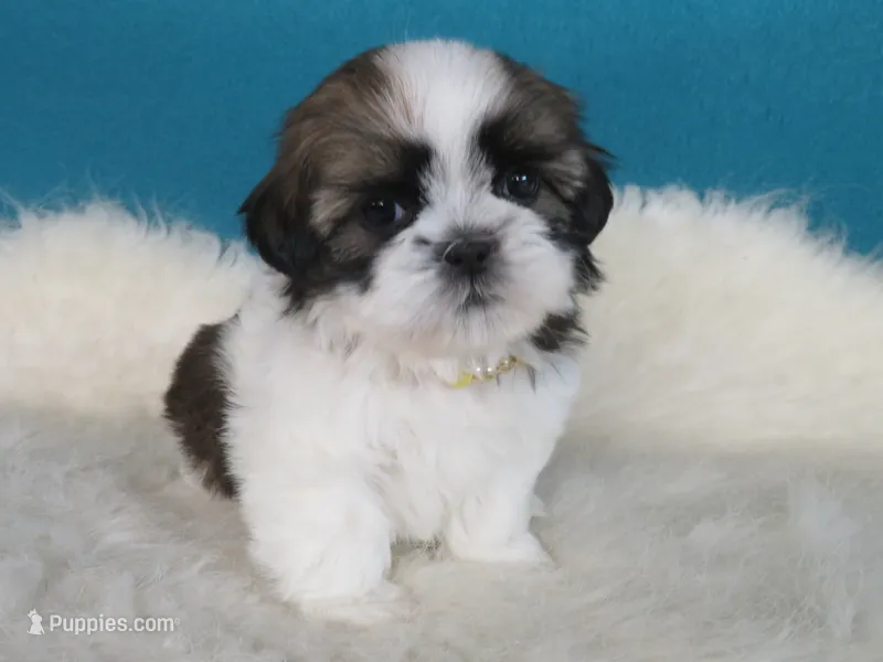 Stella – Shih Tzu puppy for sale in Phelan, CA