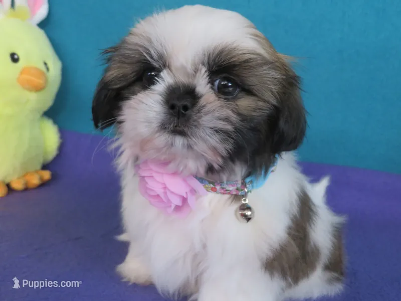 Lily – Shih Tzu puppy for sale in Phelan, CA