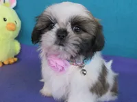 Lily, a female Shih Tzu for sale in Phelan, CA – 1 of 4