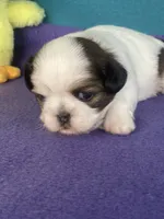 Lilly, a female Shih Tzu for sale in Phelan, CA – 4 of 4