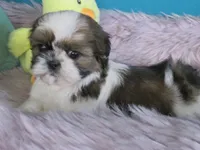 Jin joo, a female Shih Tzu for sale in Phelan, CA – 3 of 4