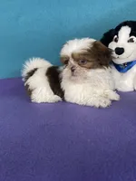 Rocky, a male Shih Tzu for sale in Phelan, CA – 3 of 4