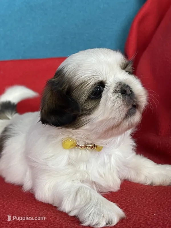Lilly – Shih Tzu puppy for sale in Phelan, CA