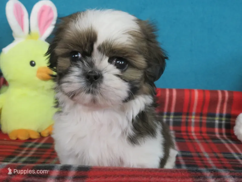 Jin joo – Shih Tzu puppy for sale in Phelan, CA