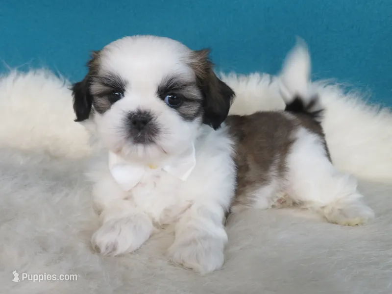 Max – Shih Tzu puppy for sale in Phelan, CA