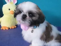 Lily, a female Shih Tzu for sale in Phelan, CA – 4 of 4