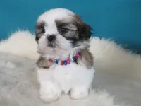 Rosy, a female Shih Tzu for sale in Phelan, CA – 2 of 3