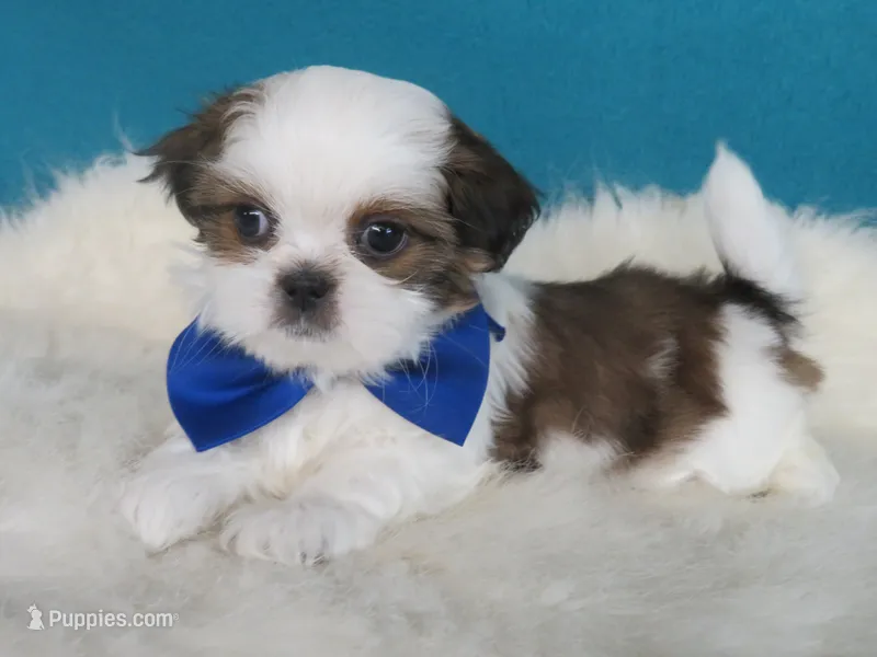 Parker – Shih Tzu puppy for sale in Phelan, CA