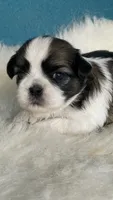 Stella, a female Shih Tzu for sale in Phelan, CA – 3 of 3