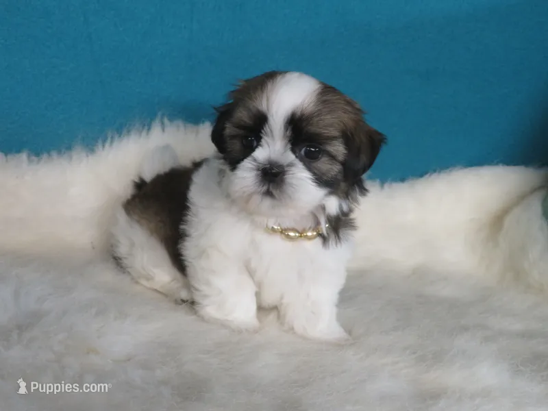 Stella – Shih Tzu puppy for sale in Phelan, CA