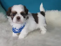 Mila, a female Shih Tzu for sale in Phelan, CA – 2 of 4