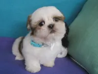 Lucky, a male Shih Tzu for sale in Phelan, CA – 5 of 5