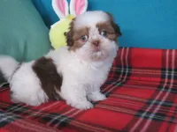 Max, a male Shih Tzu for sale in Phelan, CA – 5 of 5