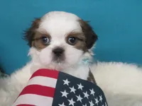 Parker, a male Shih Tzu for sale in Phelan, CA – 2 of 5