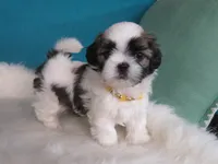 Sarah   , a female Shih Tzu for sale in Phelan, CA – 1 of 4