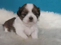Lisa, a female Shih Tzu for sale in Phelan, CA – 1 of 5