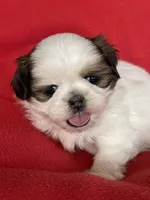 Lucy, a female Shih Tzu for sale in Phelan, CA – 2 of 4