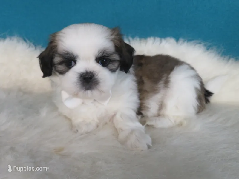 Max – Shih Tzu puppy for sale in Phelan, CA