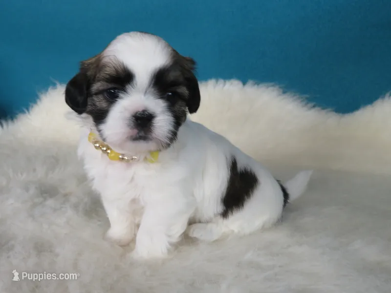 Betty – Shih Tzu puppy for sale in Phelan, CA