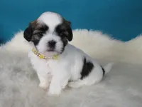 Betty, a female Shih Tzu for sale in Phelan, CA – 1 of 4