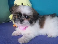 Bella, a female Shih Tzu for sale in Phelan, CA – 5 of 5