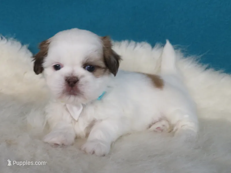Rocky – Shih Tzu puppy for sale in Phelan, CA