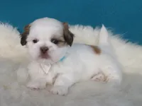 Rocky, a male Shih Tzu for sale in Phelan, CA – 3 of 4