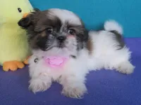 Bella, a female Shih Tzu for sale in Phelan, CA – 2 of 5