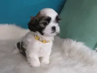 Sarah   , a female Shih Tzu for sale in Phelan, CA – 2 of 4