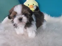 Natasha, a female Shih Tzu for sale in Phelan, CA – Photo 4 of 4