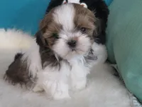 Natasha, a female Shih Tzu for sale in Phelan, CA – Photo 2 of 4