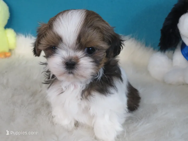 Natasha – Shih Tzu puppy for sale in Phelan, CA
