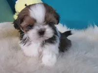 Natasha, a female Shih Tzu for sale in Phelan, CA – Photo 3 of 4