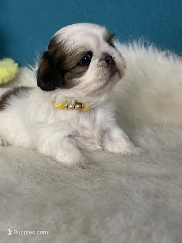 Lucy – Shih Tzu puppy for sale in Phelan, CA