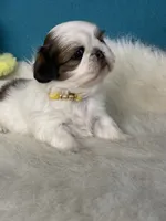 Lucy, a female Shih Tzu for sale in Phelan, CA – 1 of 4