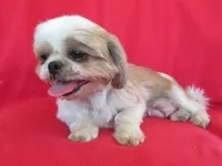 JIN JOO, a female Shih Tzu for sale in Phelan, CA – 2 of 4