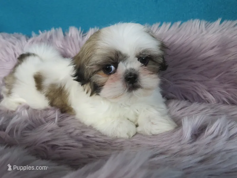 Gracia – Shih Tzu puppy for sale in Phelan, CA