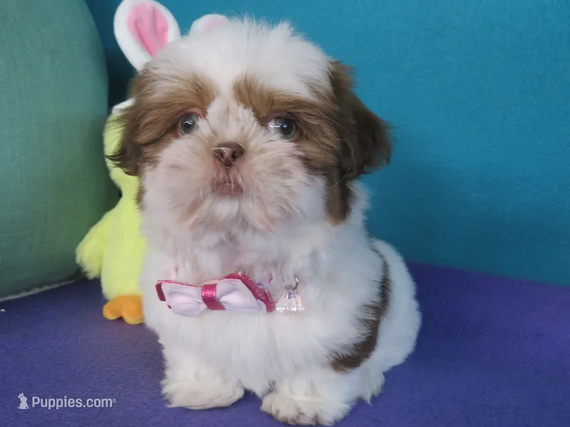 Max – Shih Tzu puppy for sale in Phelan, CA