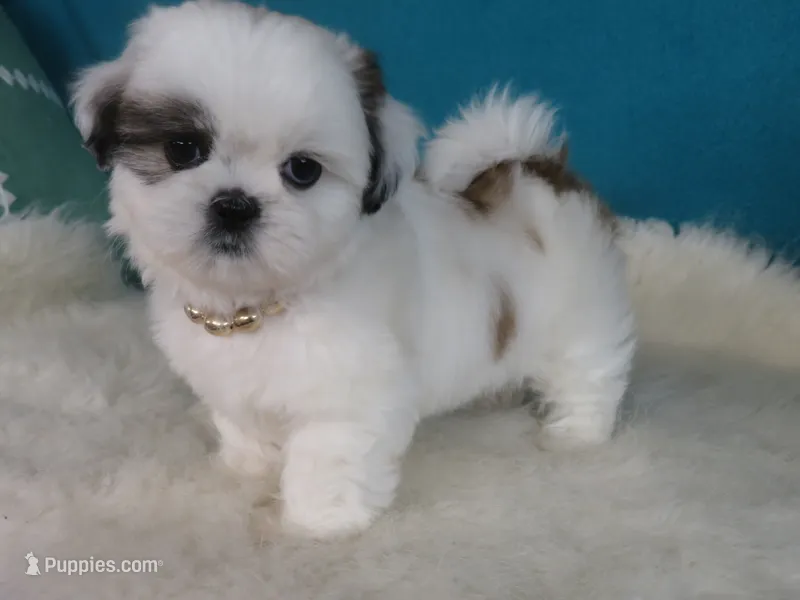 Luna – Shih Tzu puppy for sale in Phelan, CA