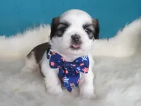 Max, a male Shih Tzu for sale in Phelan, CA – 4 of 4