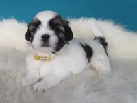 Betty, a female Shih Tzu for sale in Phelan, CA – 4 of 4